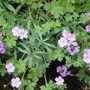 Geranium. 'Mavis Riley' July 2008.