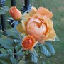 Rose AmberQueen