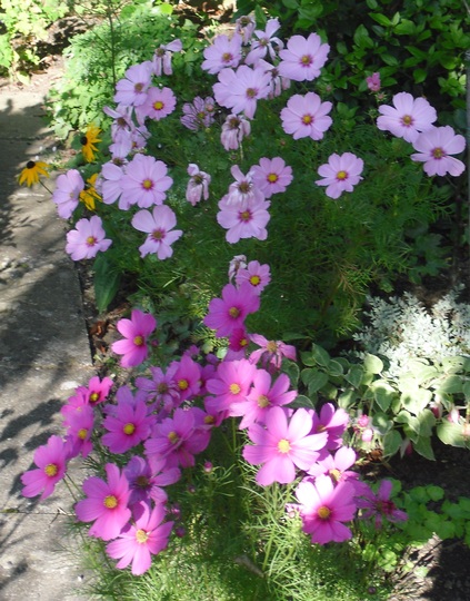 Cosmos