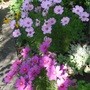 Cosmos