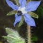 Borage  (Borago officinalis)