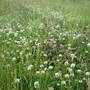 clover