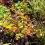 Abelia grandiflora 'Goldsport' (Abelia x grandiflora (Abelia))