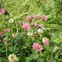 clover