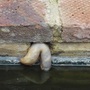 Amphibious slug?