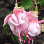 Fuchsia 'Southgate'