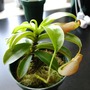 One of my Neps