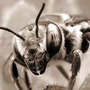 Flower bee
