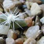 Cacti seedling