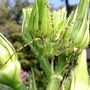 Green Lynx Spider
