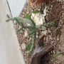 One cacti bed