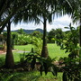 Roystonia regia (Roystonia regia)