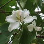 Bauhinia