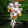 Alpinia zerumbet