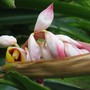 Alpinia zerumbet (Alpinia zerumbet)