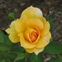 Yellow rose
