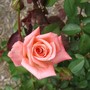 Pink rose