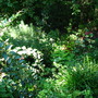 This pic's is for Mike, the 'saturn' coleus planted with a chartruese colored hosta