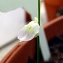 U. Livida