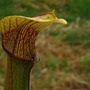 S. rubra