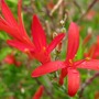 Humingbird Bush-Anisacanthus quadrifidus var. Wrighti