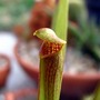 S. rubra