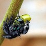 Pest control