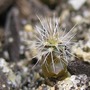 Ferocactus...seedling