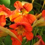 Nasturtiums 