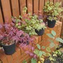 Japanese maples in a row on wall-4