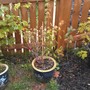 Acer Palmatum 