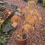 Acer Palmatum dissectum (Acer palmatum (Japanese maple))