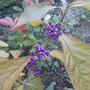 009 Callicarpa
