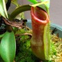 Nepenthes spathulata x spectabilis x ventricosa
