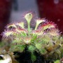 Drosera