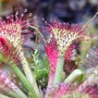 Drosera