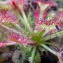 Drosera 