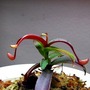 Nepenthes alba