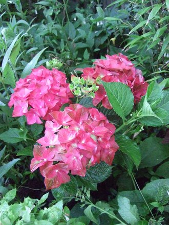 Hydrangea 'Green Shadow' (Hydrangea 'Green Shadow')