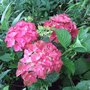 Hydrangea 'Green Shadow' (Hydrangea 'Green Shadow')