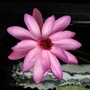 Nymphaea rubra