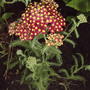 Red Yarrow (Achillea millefolium 'Paprika')