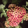 Yarrow Flowers (Achillea millefolium 'Paprika')