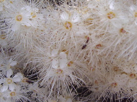 Bug's view... (Aruncus dioicus)