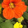 2008-07-01_005orange_nast