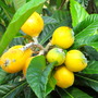 Eriobotrya japonica  (Eriobotrya japonica (Loquat))