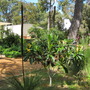 Eriobotrya japonica (Eriobotrya japonica (Loquat))