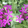 A better look at the flowers - Silene armeria