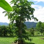 Carica papaya (Carica papaya)