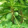 Carica papaya (Carica papaya (Common Pawpaw))